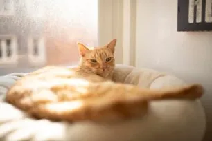 Sonhar com gato: o que sua mente quer dizer