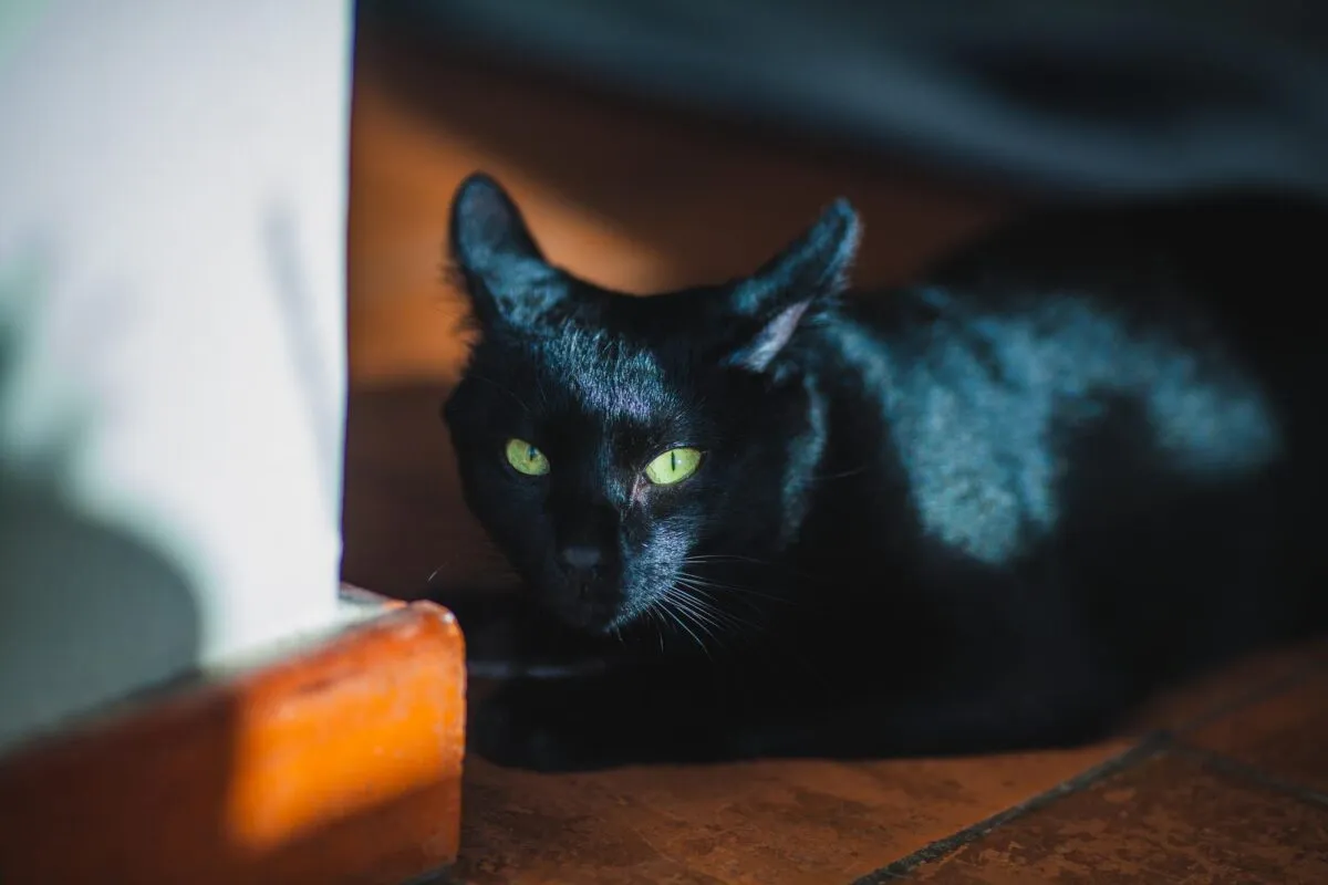 Gato preto com olhos verdes brilhantes deitado no chão de madeira, em ambiente de luz e sombra