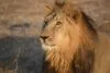 Sonhar com leão: o que significa e como interpretar cada cenário Sonhar com leão: o que significa e como interpretar cada cenário