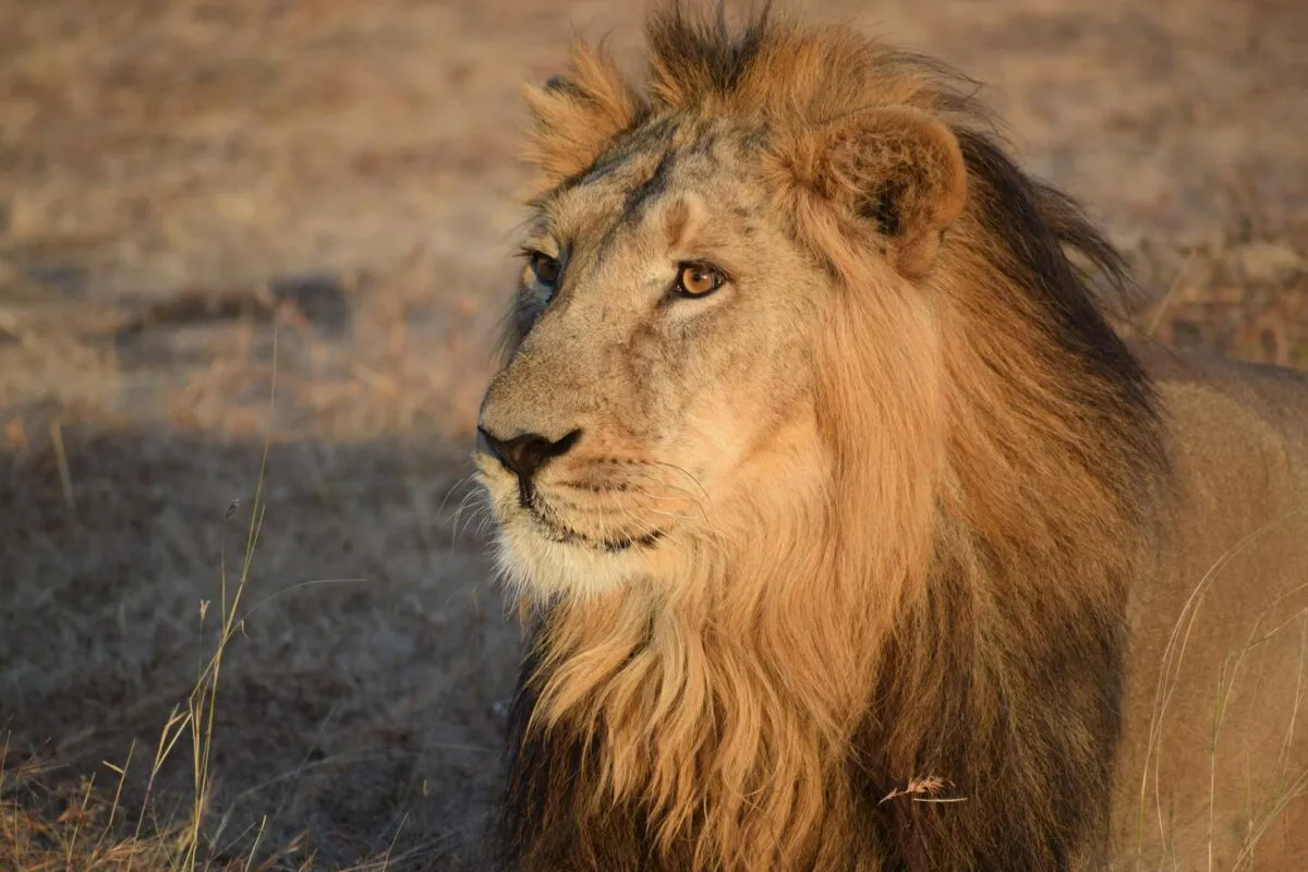 Retrato em close-up de um leão macho de juba volumosa em meio à savana seca, sob a luz dourada do fim de tarde