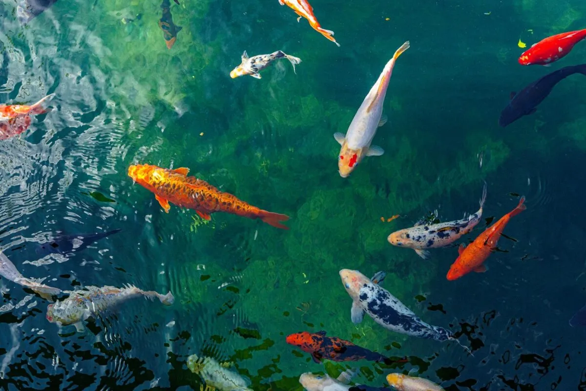 Vários peixes koi coloridos, em tons de laranja, branco e preto, nadando em um lago de água esverdeada e límpida