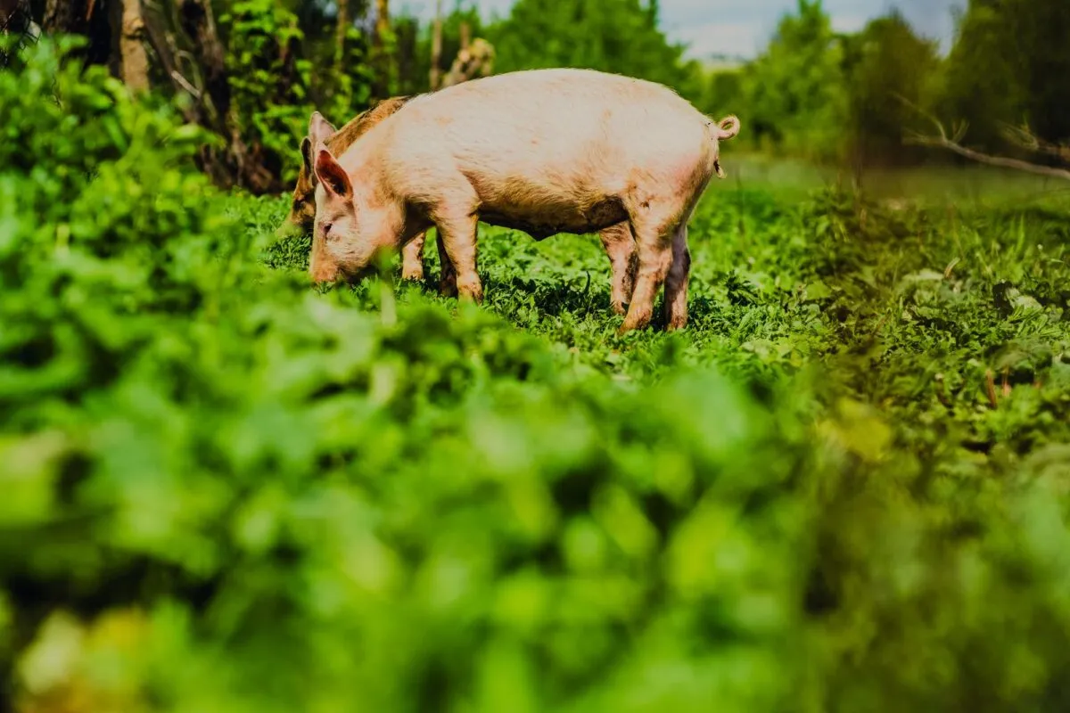 Porco rosado de focinho baixo se alimentando em meio à vegetação verde de um campo, sob a luz natural do dia