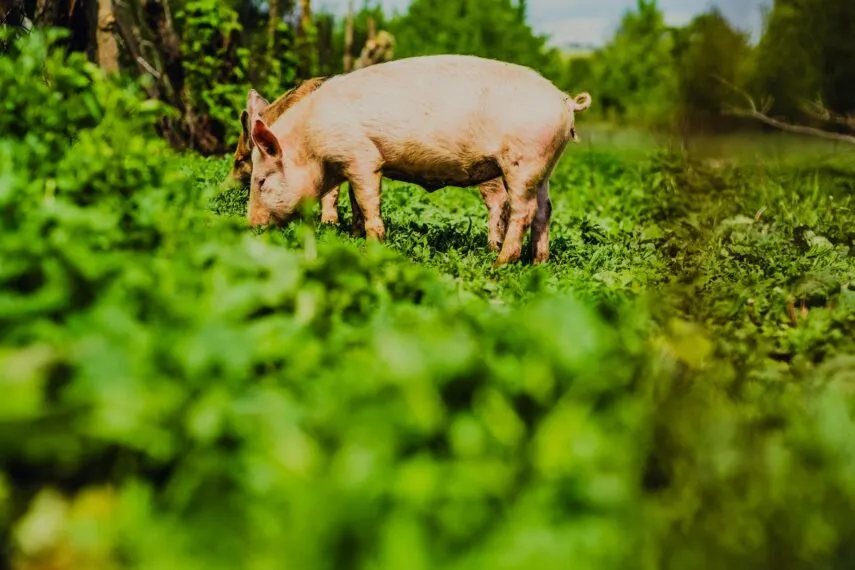 O que significa sonhar com porco? Entenda o simbolismo
