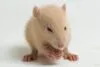 O que significa sonhar com rato? Significados e interpretações
