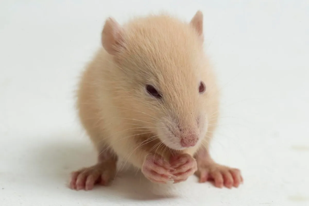 Rato pequeno de pelagem clara, sobre fundo branco, com as patas dianteiras juntas perto do focinho.