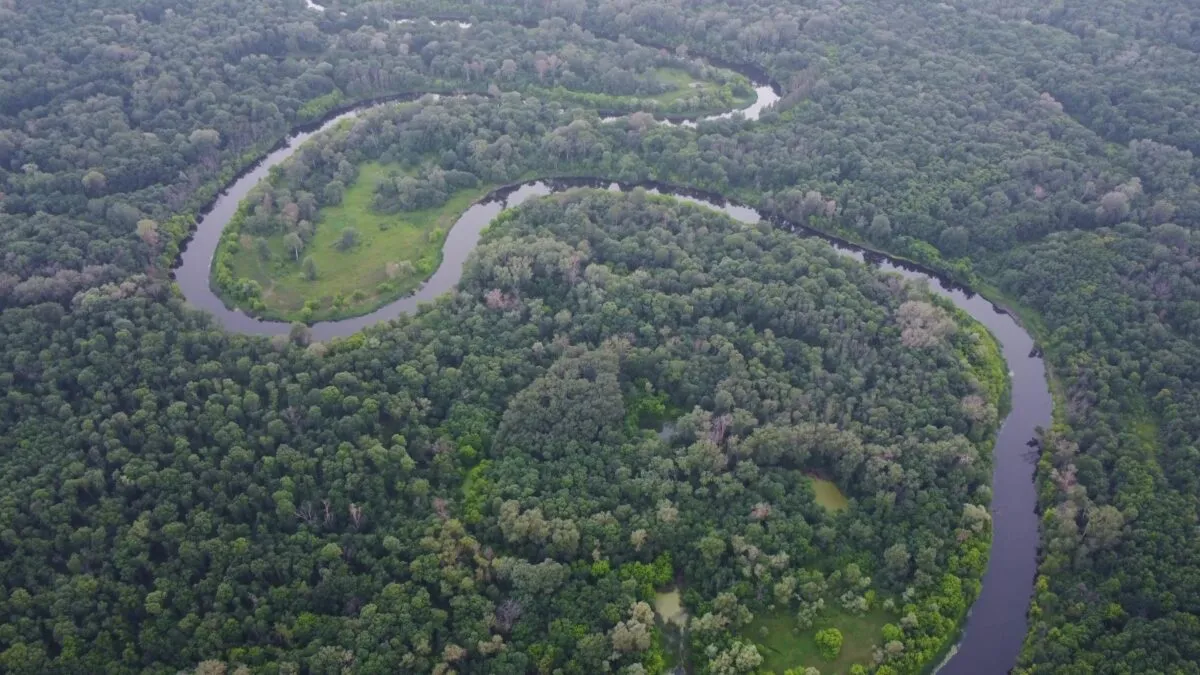 Vista aérea de um rio sinuoso atravessando uma floresta verde e densa, paisagem semelhante à da Bacia do Congo