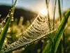 O que significa sonhar com aranha? Significados e interpretações O que significa sonhar com aranha? Significados e interpretações