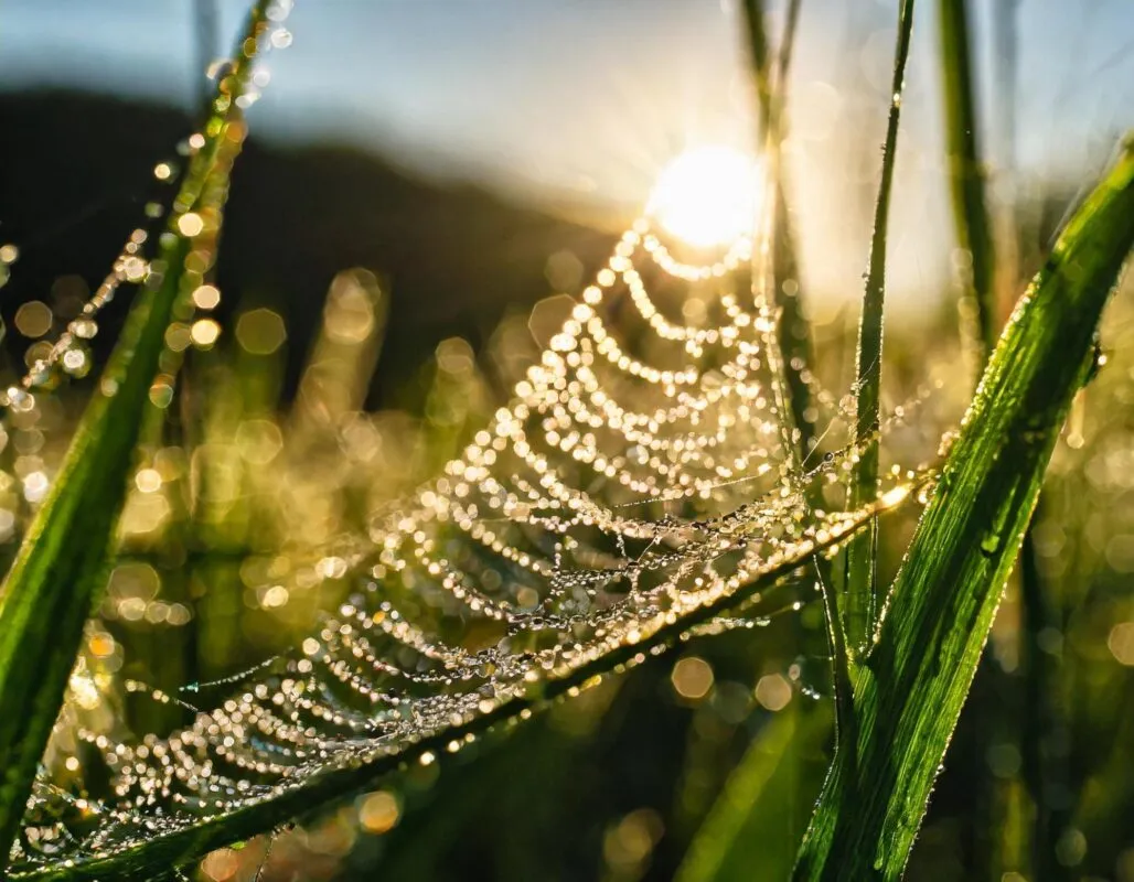 Teia de aranha coberta de gotas de orvalho entre folhas de grama, iluminada pelo sol nascente ao fundo